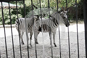 The zebra is behind the fence and shows excellent masking, a wild animal in captivity, cruel treatment of animals, excellent camou