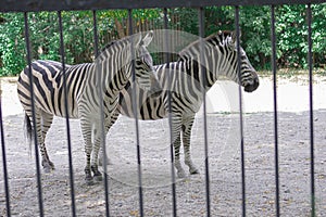 The zebra is behind the fence and shows excellent masking, a wild animal in captivity, cruel treatment of animals, excellent camou