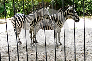 The zebra is behind the fence and shows excellent masking, a wild animal in captivity, cruel treatment of animals, excellent camou