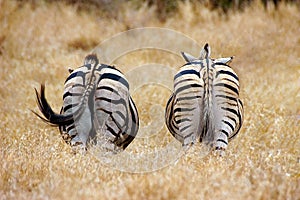 Zebra behinds