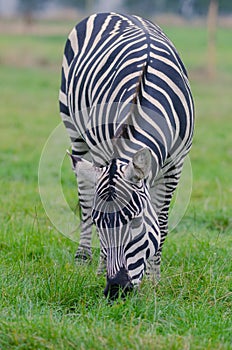 A Zebra bends down to graze on the grass