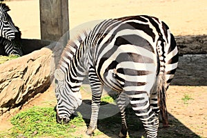 a zebra with a big ass just ate grass there