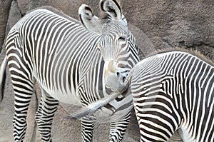 Zebra bite
