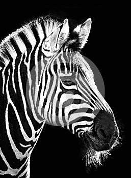 Zebra on Black