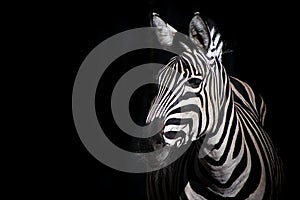Zebra on black background