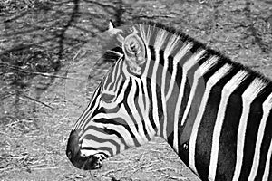 Close up of Zebra head black and white