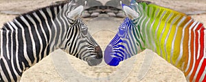 Zebra black white and rainbow colors, symbol of diversity and tollerance