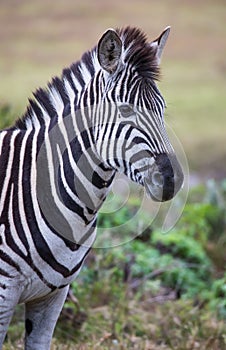 Zebra with Black and White stripes in Africa