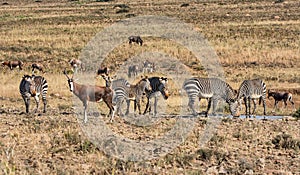 Zebra and blesbok