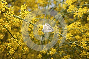 Zebra Blue butterfly or Leptotes pirithous