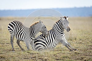 Zebra with blue eyes playing with a smaller zebra in open plains of Amboseli in Kenya