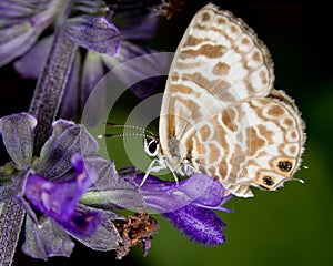 Zebra Blue (leptotes plinius) butterfly