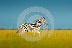 Zebra with blue sky. Burchell`s zebra, Equus quagga burchellii, Nxai Pan National Park, Botswana, Africa. Wild animal on the mead