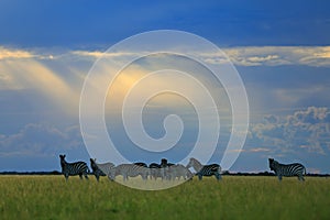 Zebra with blue sky, light sun ray, evening sunset. Burchell`s zebra, Nxai Pan National Park, Botswana, Africa. Wild animal on th