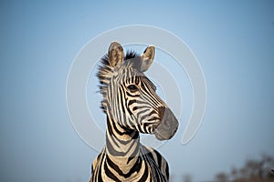 Zebra and blue sky in South Africa