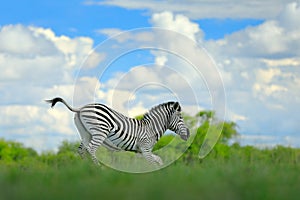 Zebra with blue storm sky. Burchell`s zebra, Equus quagga burchellii, Nxai Pan National Park, Botswana, Africa. Wild animal on th