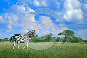 Zebra with blue storm sky. Burchell`s zebra, Equus quagga burchellii, Nxai Pan National Park, Botswana, Africa. Wild animal on th