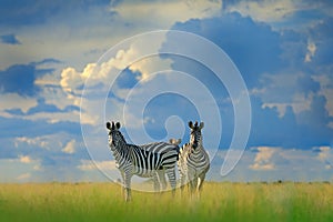 Zebra with blue storm sky. Burchell`s zebra, Equus quagga burchellii, Nxai Pan National Park, Botswana, Africa. Wild animal on th