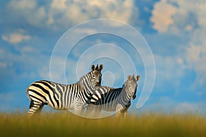 Zebra with blue storm sky. Burchell`s zebra, Equus quagga burchellii, Nxai Pan National Park, Botswana, Africa. Wild animal on th