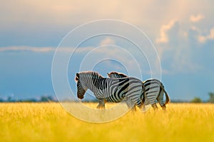 Zebra with blue storm sky. Burchell`s zebra, Equus quagga burchellii, Nxai Pan National Park, Botswana, Africa. Wild animal on th
