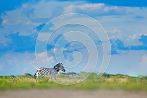 Zebra with blue storm sky with clouds. Burchell`s zebra, Equus quagga burchellii, Mana Pools, Zimbabwe, Africa. Wild animal on th