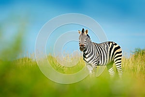 Zebra with blue storm sky with clouds. Burchell`s zebra, Equus quagga burchellii, Nxai Pan National Park, Botswana, Africa. Wild