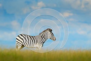 Zebra with blue storm sky with clouds. Burchell`s zebra, Equus quagga burchellii, Nxai Pan National Park, Botswana, Africa. Wild