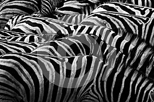 Zebra with blue storm sky with clouds. Burchell`s zebra, Equus quagga burchellii, Nxai Pan National Park, Botswana, Africa. Wild