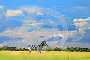 Zebra with blue storm sky with clouds. Burchell`s zebra, Equus quagga burchellii, Zambia, Africa. Wild animal on the green meadow