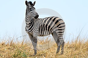 Zebra in Botswana photo