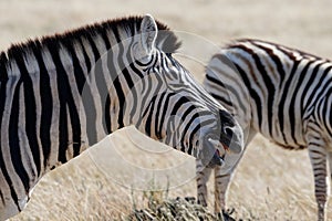 A zebra is braying with its eyes closed