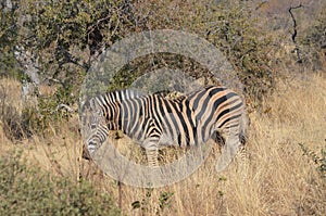 Zebra with brown strips