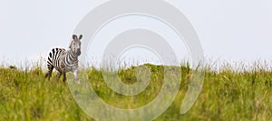 A zebra is browsing on a meadow in the grass landscape