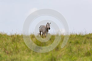 A zebra is browsing on a meadow in the grass landscape