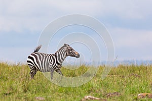 A zebra is browsing on a meadow in the grass landscape