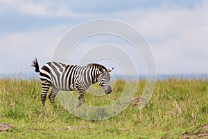 A zebra is browsing on a meadow in the grass landscape