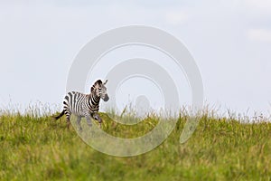 A zebra is browsing on a meadow in the grass landscape