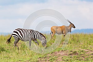 A zebra is browsing on a meadow in the grass landscape