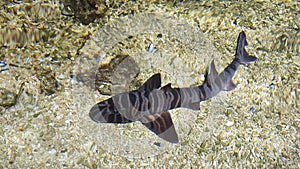 Zebra bullhead shark Heterodontus zebra