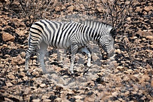 Zebra in a burned area of the bush