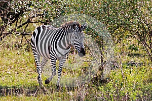 The zebra in the bush. Savannah Masai Mara. Kenya, Africa