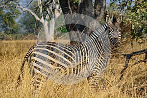 Zebra in bushland in south luangwa national park