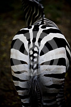 Zebra