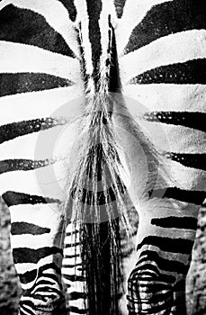 Zebra butt, tail