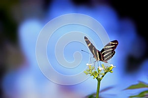 Zebra butterfly in front of blurred blue background