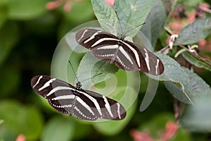 Zebra butterfly (Heliconius charitonia)