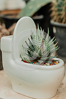 Zebra cactus or Haworthia attenuata in a toilet bowl design pot