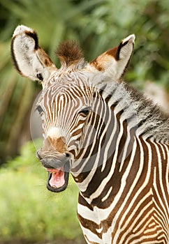 Zebra Calf