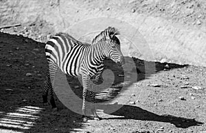 Zebra and Calf