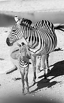 Zebra and calf